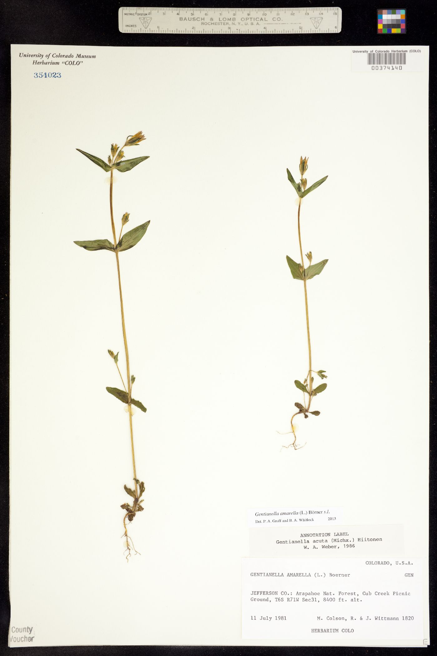 Gentianella amarella image