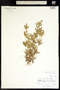 Gentianella amarella image