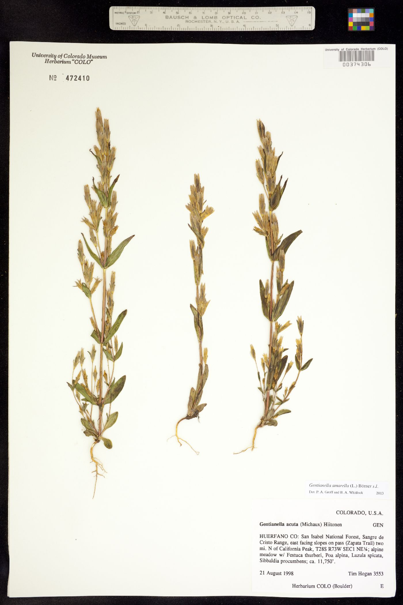 Gentianella amarella ssp. acuta image