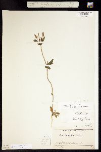 Image of Gentiana strictiflora
