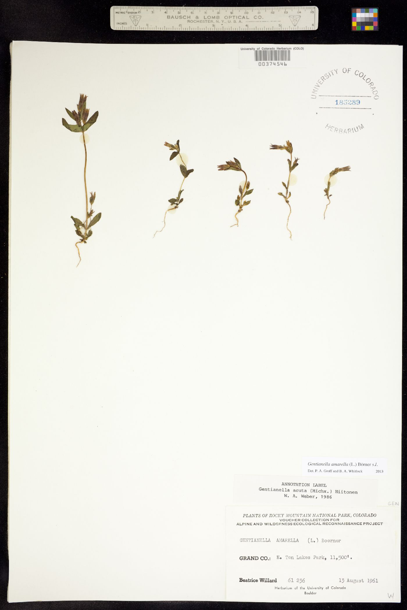 Gentianella amarella ssp. acuta image