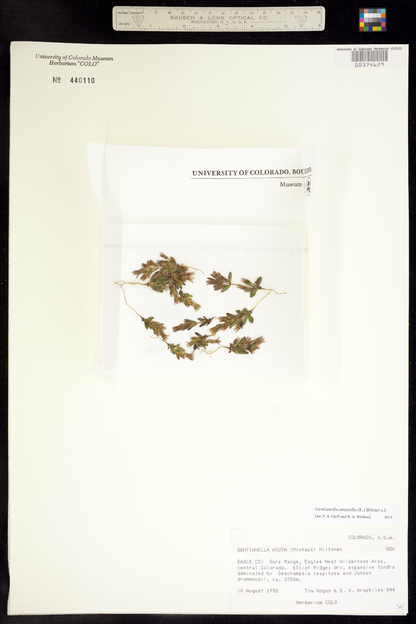 Gentianella amarella image
