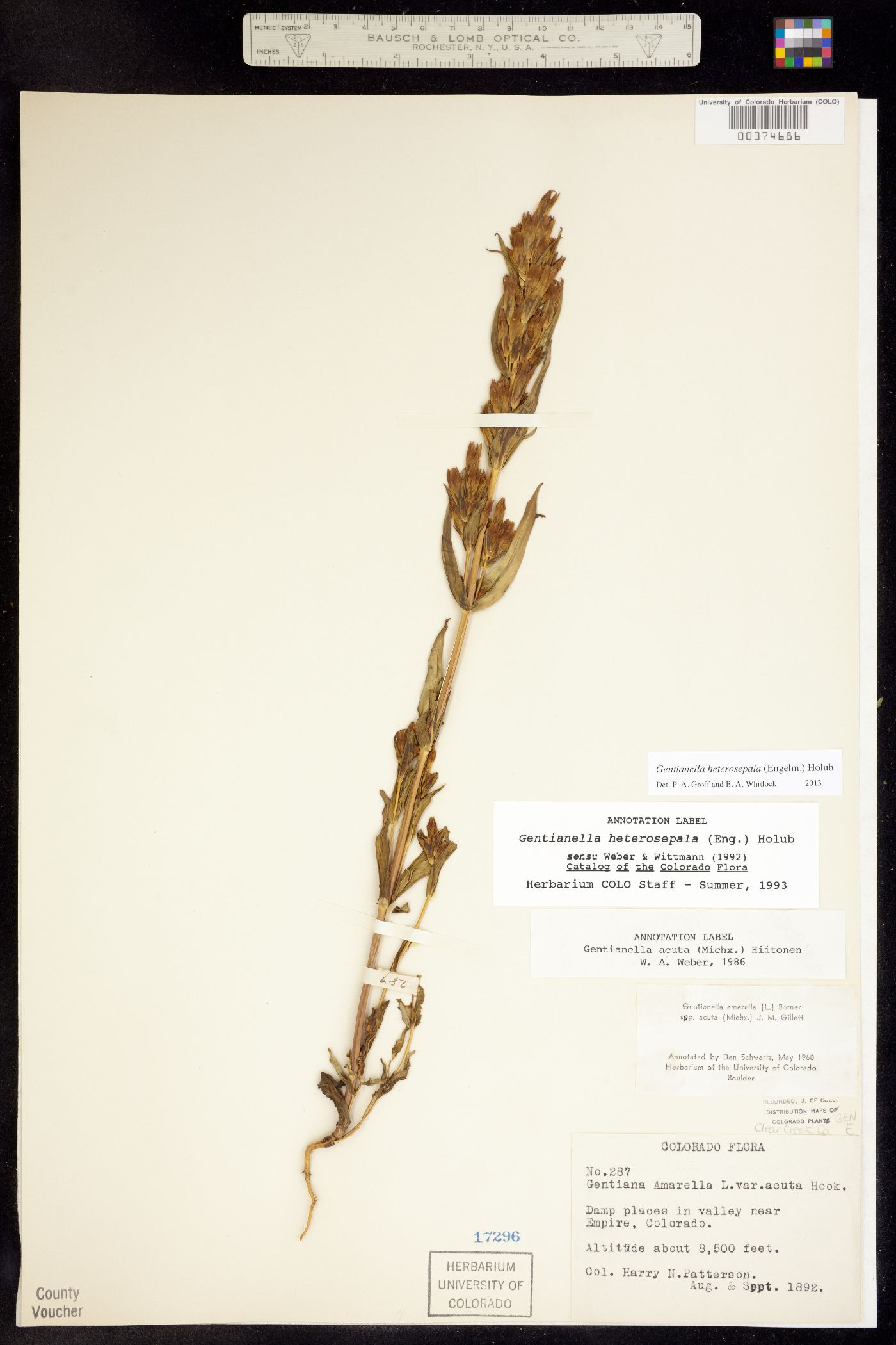 Gentianella image