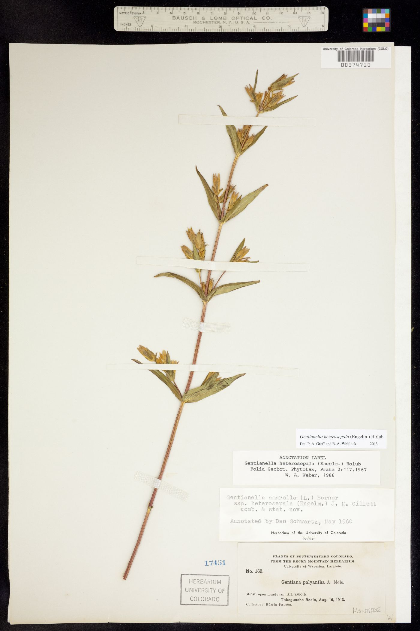 Gentianella amarella image
