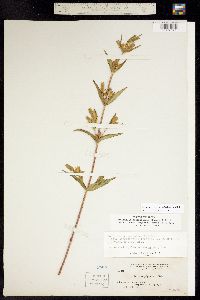 Gentianella amarella ssp. heterosepala image