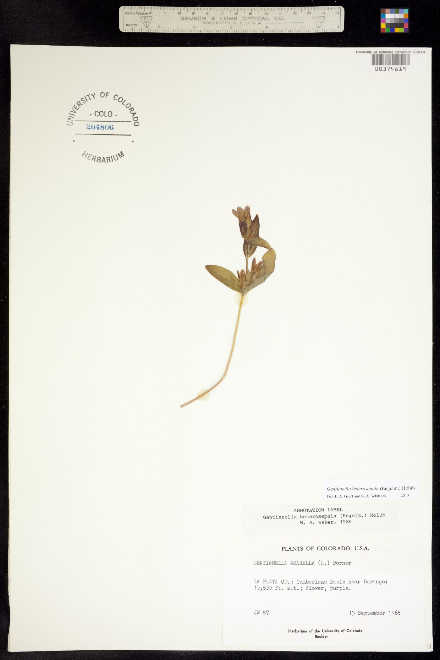 Gentianella amarella ssp. heterosepala image