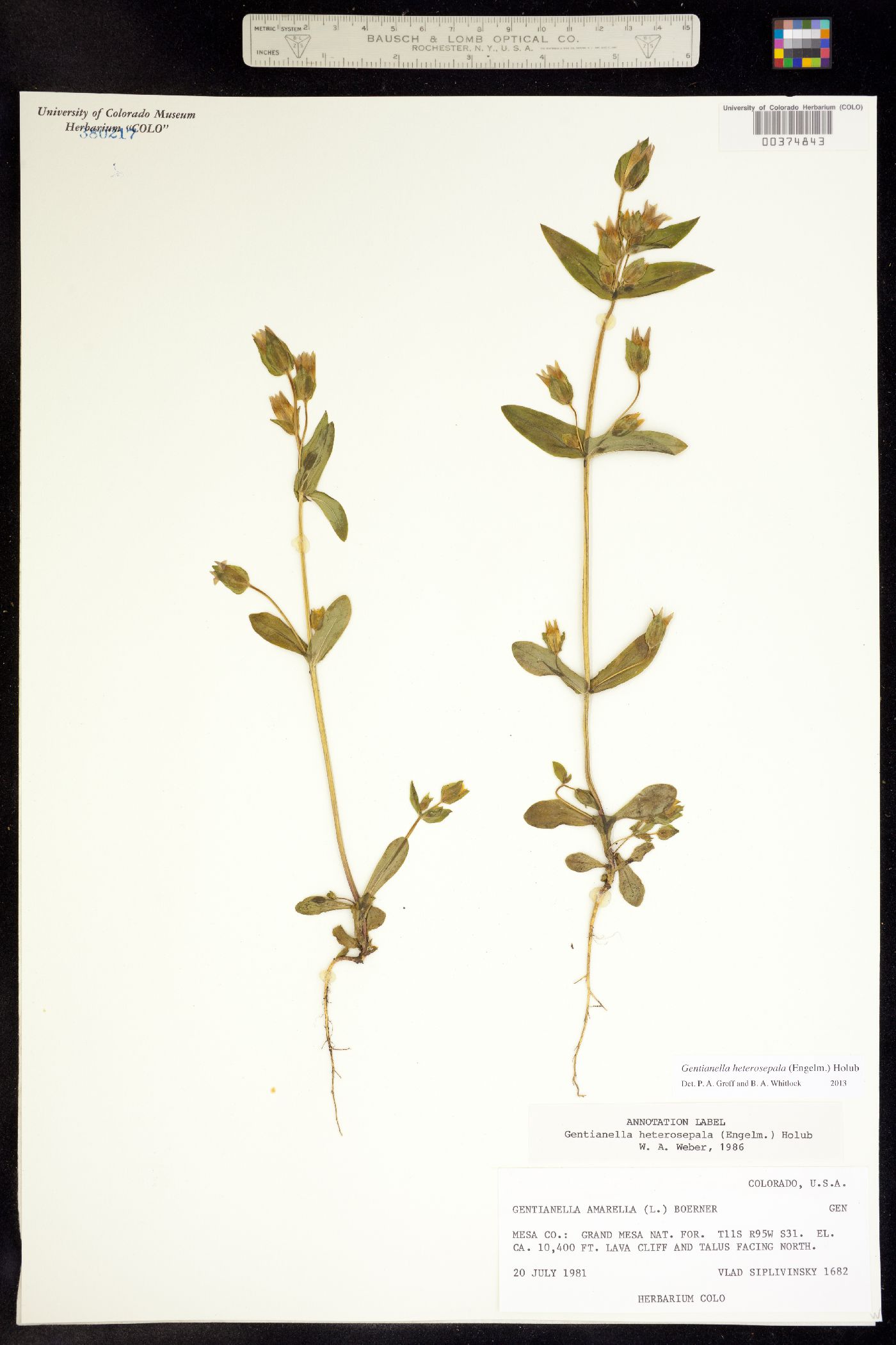 Gentianella amarella ssp. heterosepala image