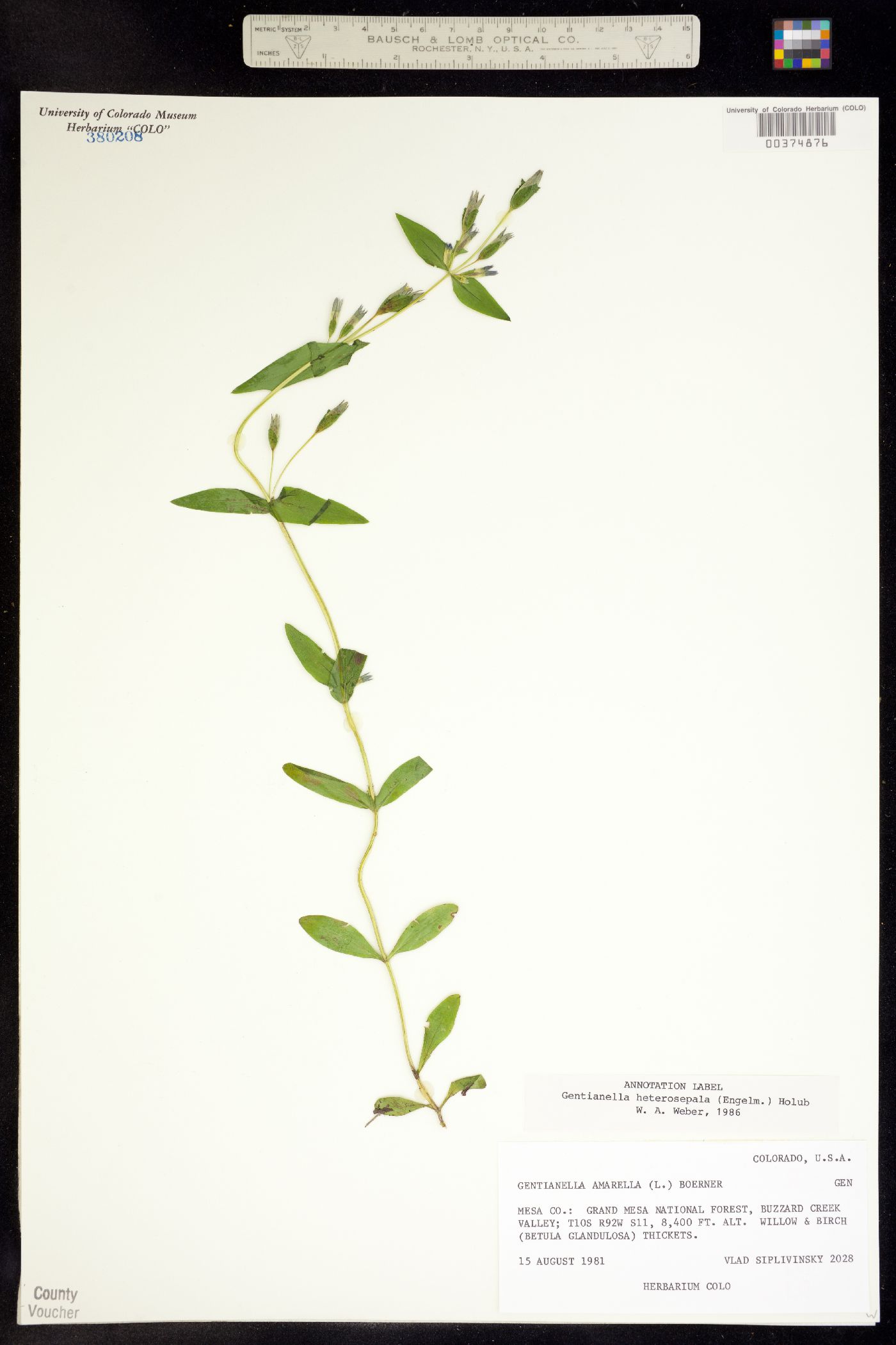 Gentianella amarella ssp. heterosepala image