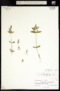 Gentianella amarella ssp. heterosepala image