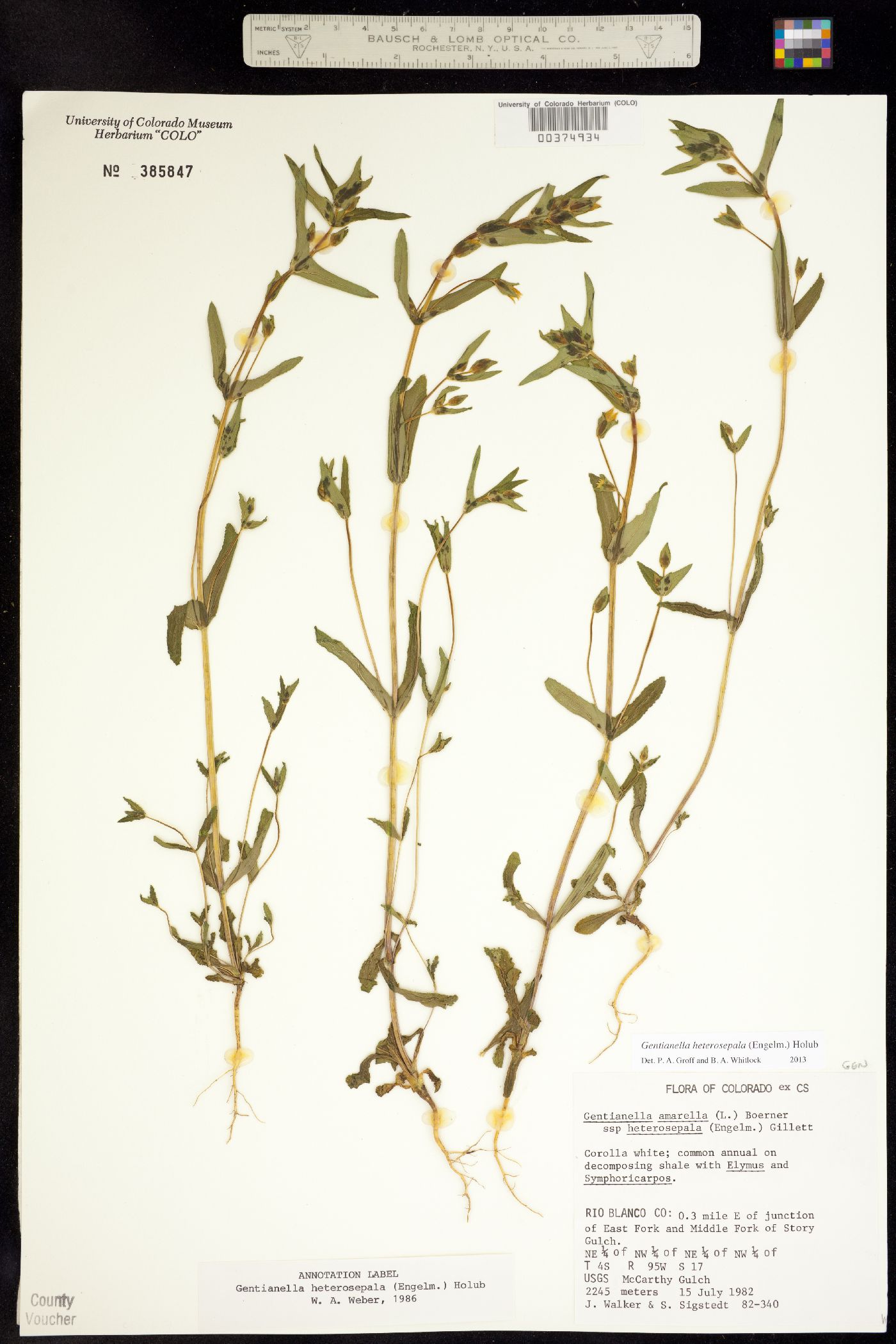 Gentianella amarella image