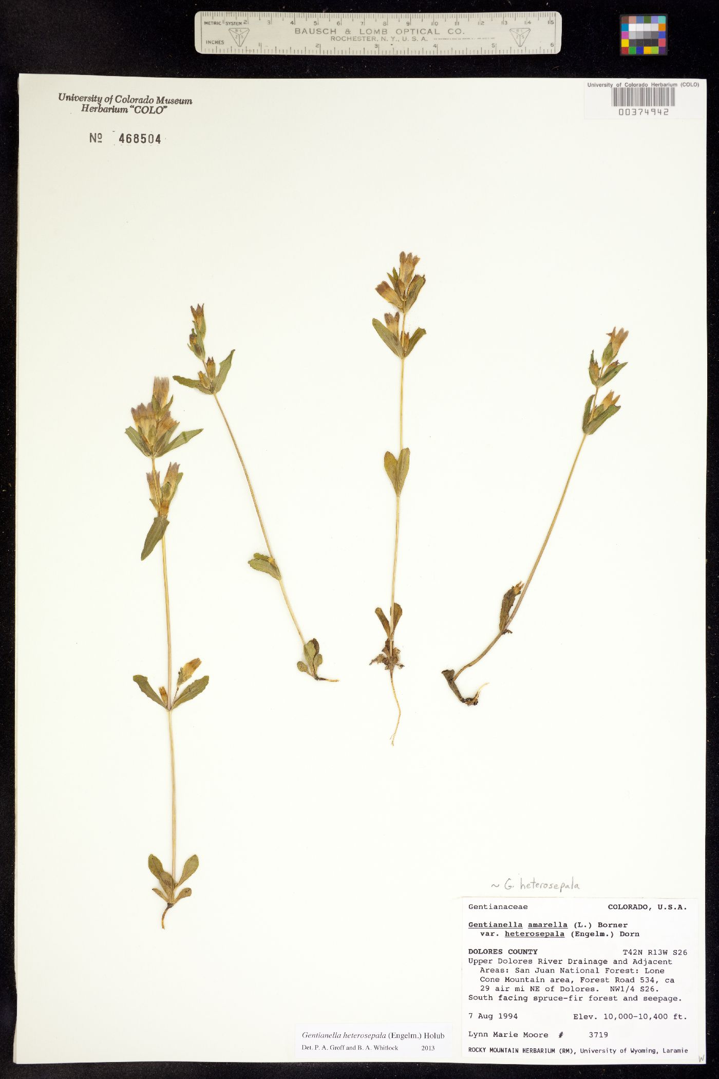 Gentianella amarella ssp. heterosepala image