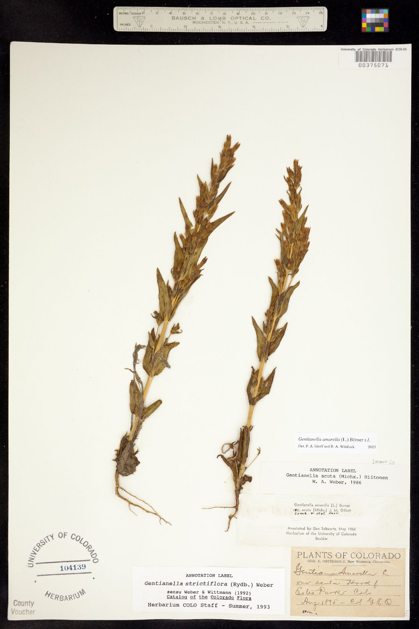 Gentianella amarella ssp. acuta image