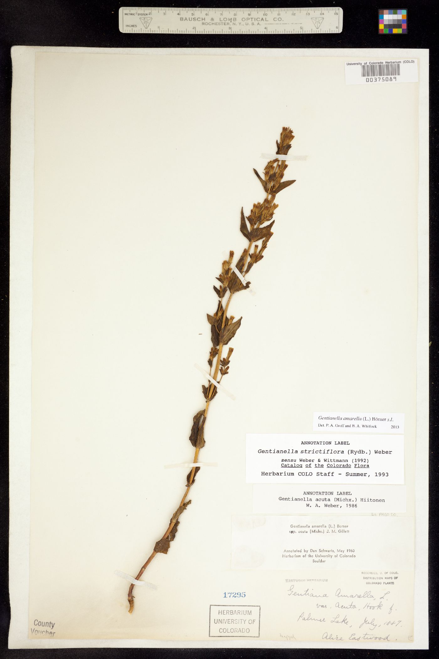 Gentianella amarella ssp. acuta image