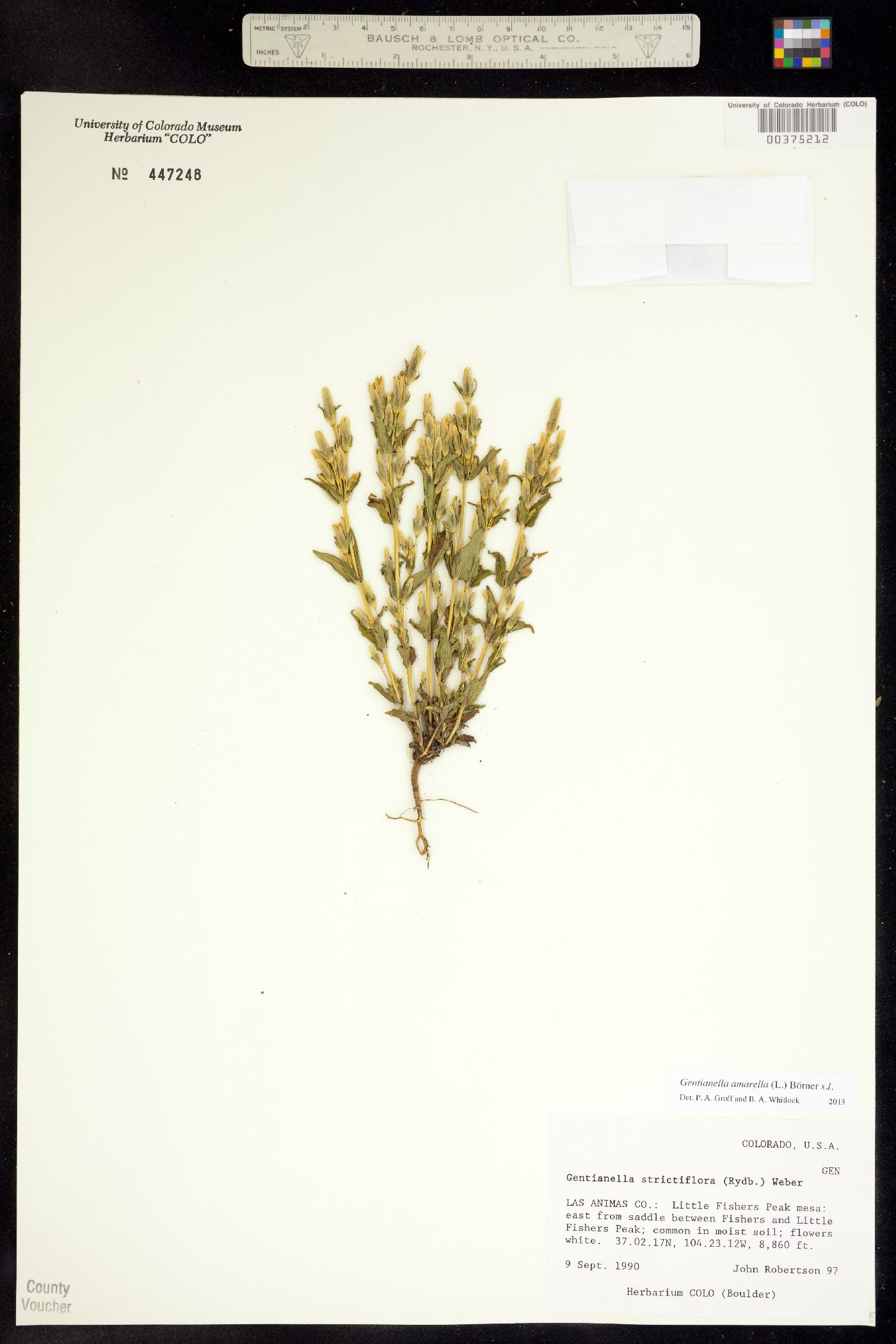 Gentianella amarella ssp. acuta image