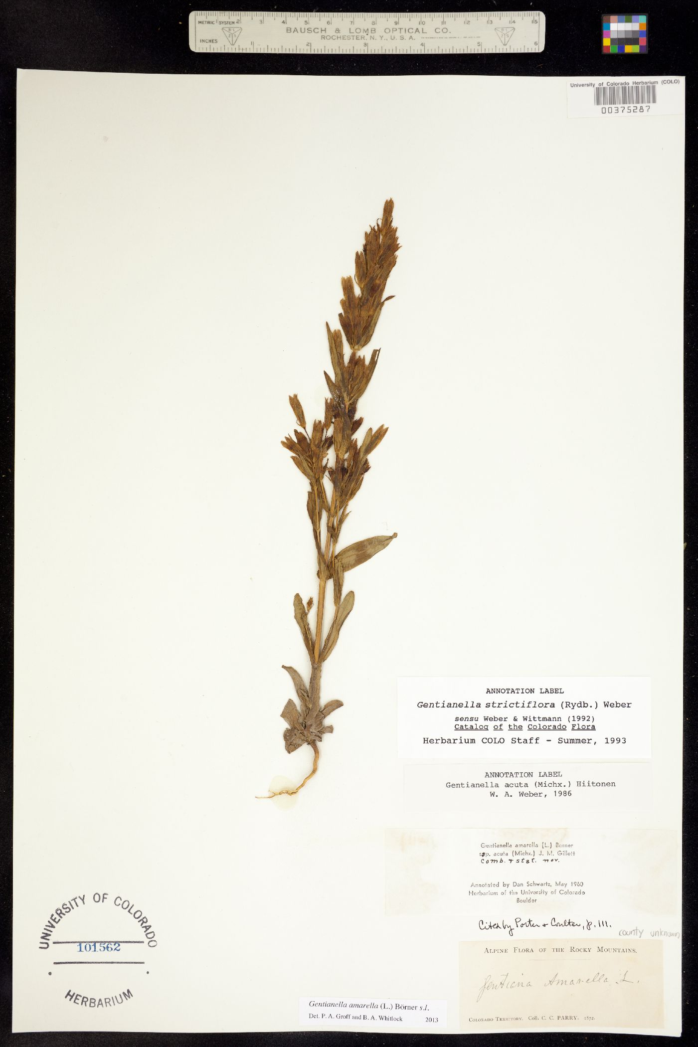 Gentianella image