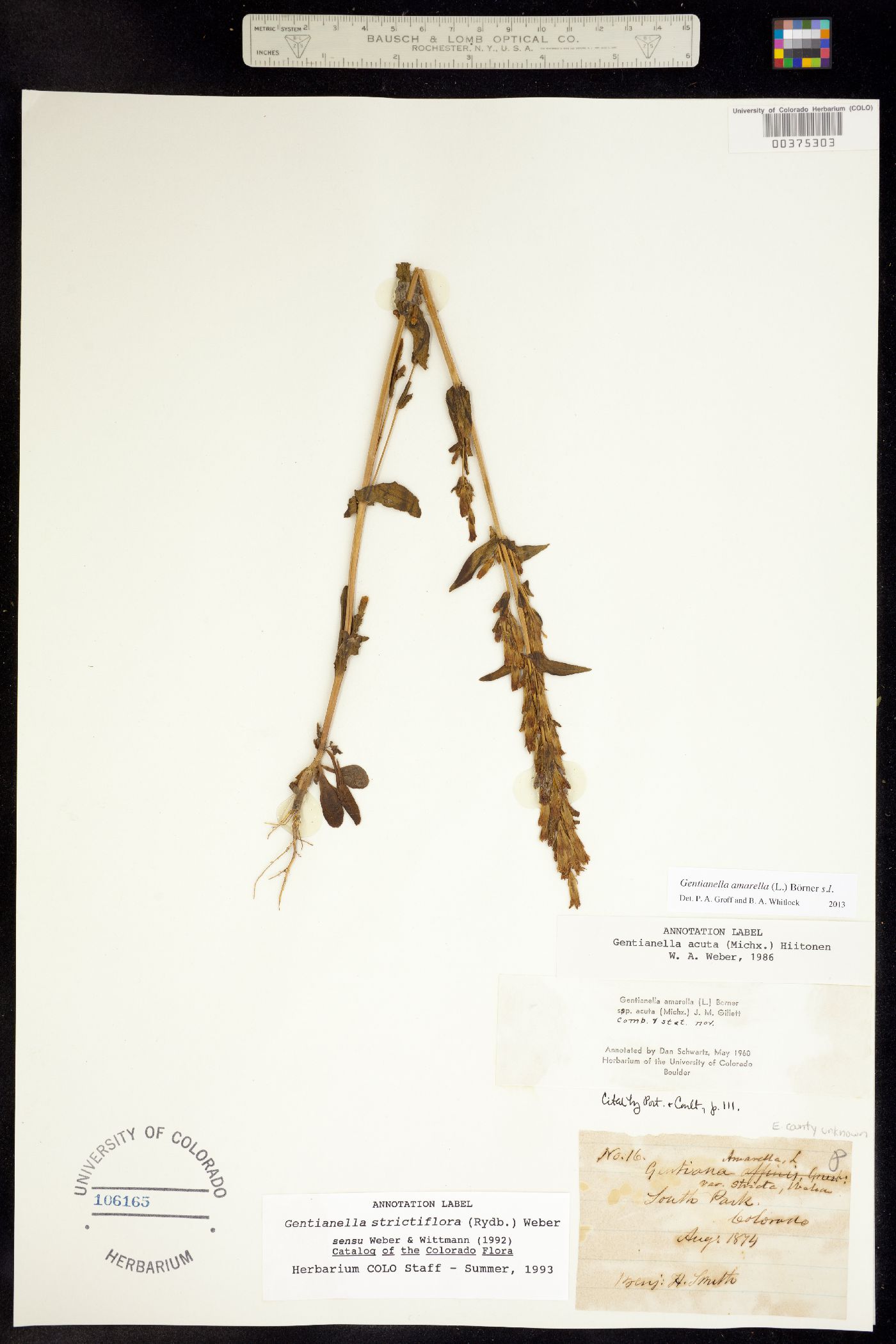 Gentianella amarella ssp. acuta image
