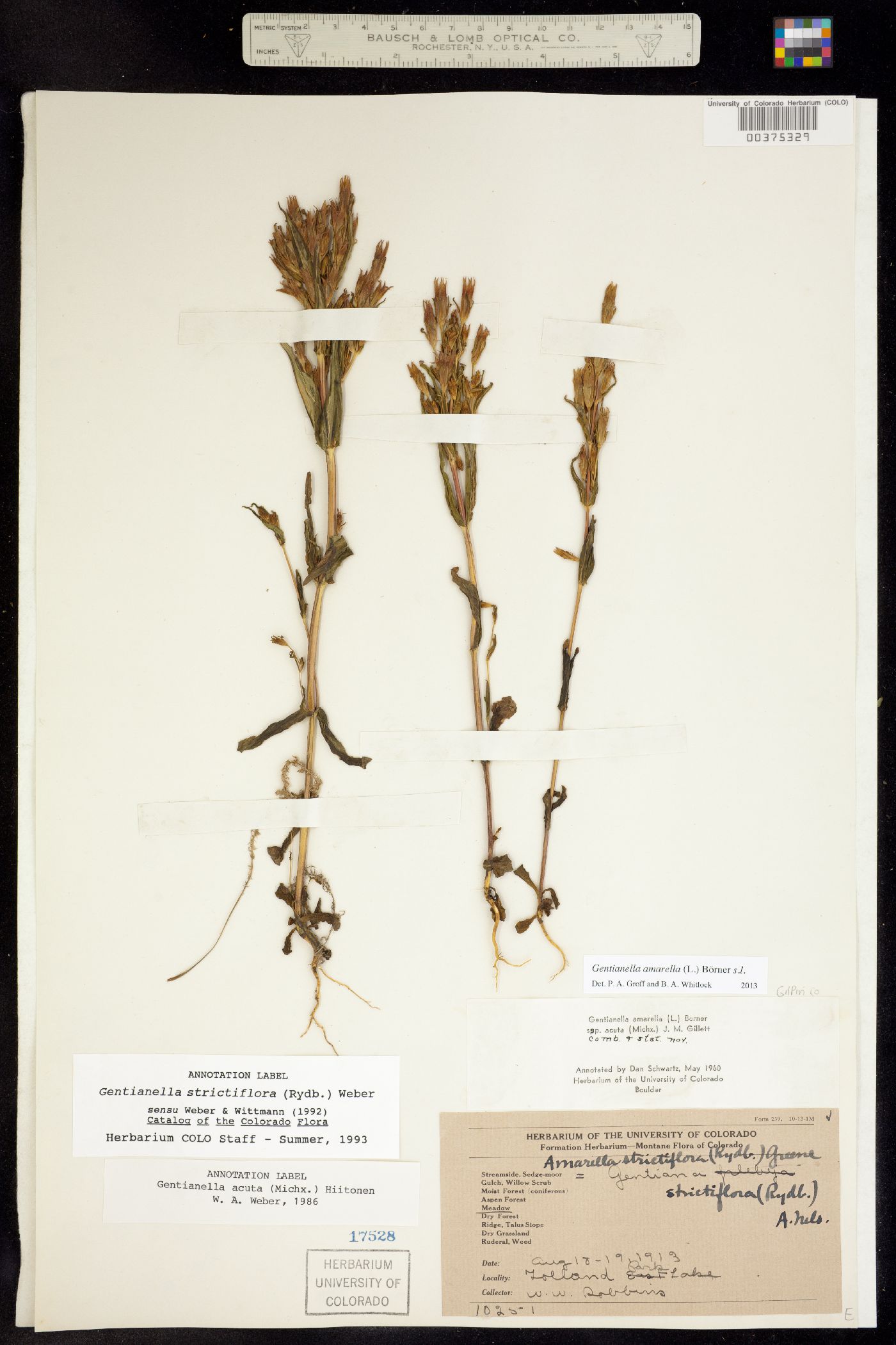 Gentianella amarella ssp. acuta image