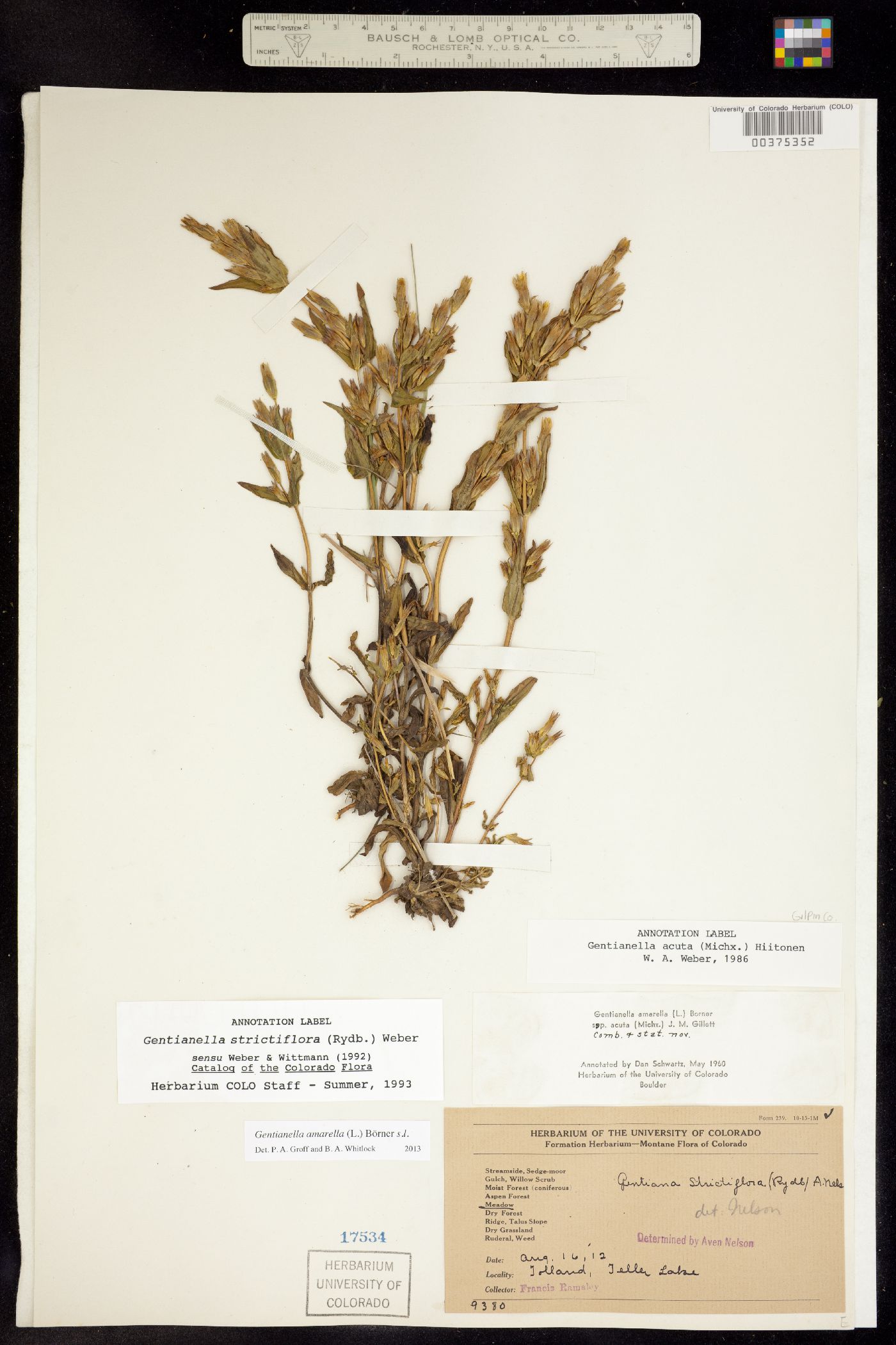 Gentianella amarella image