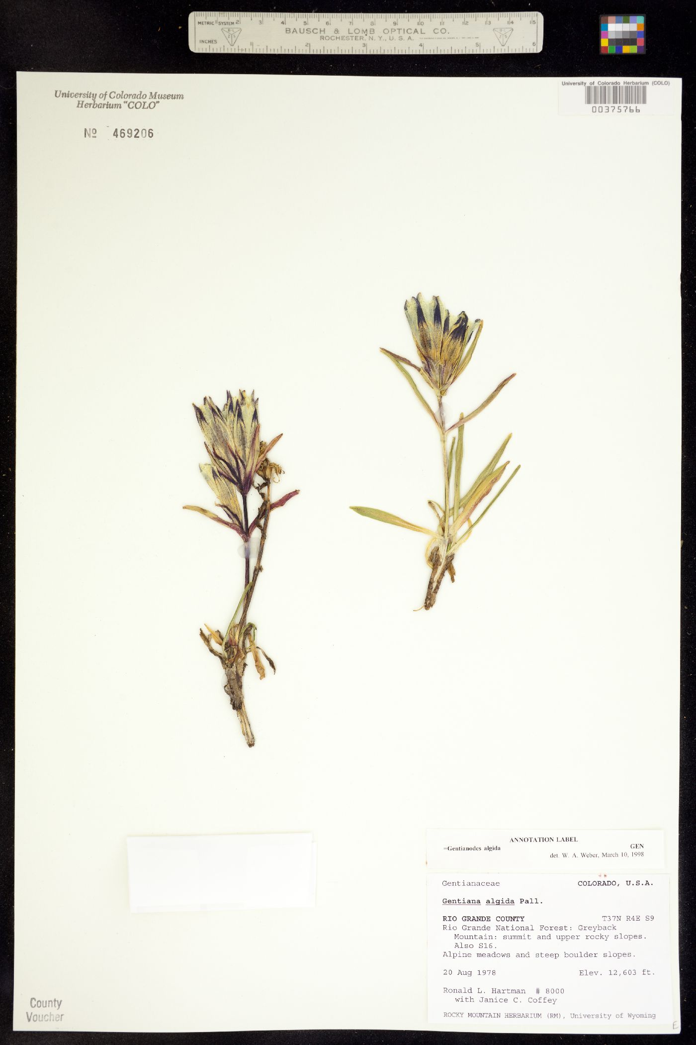 Gentiana algida image