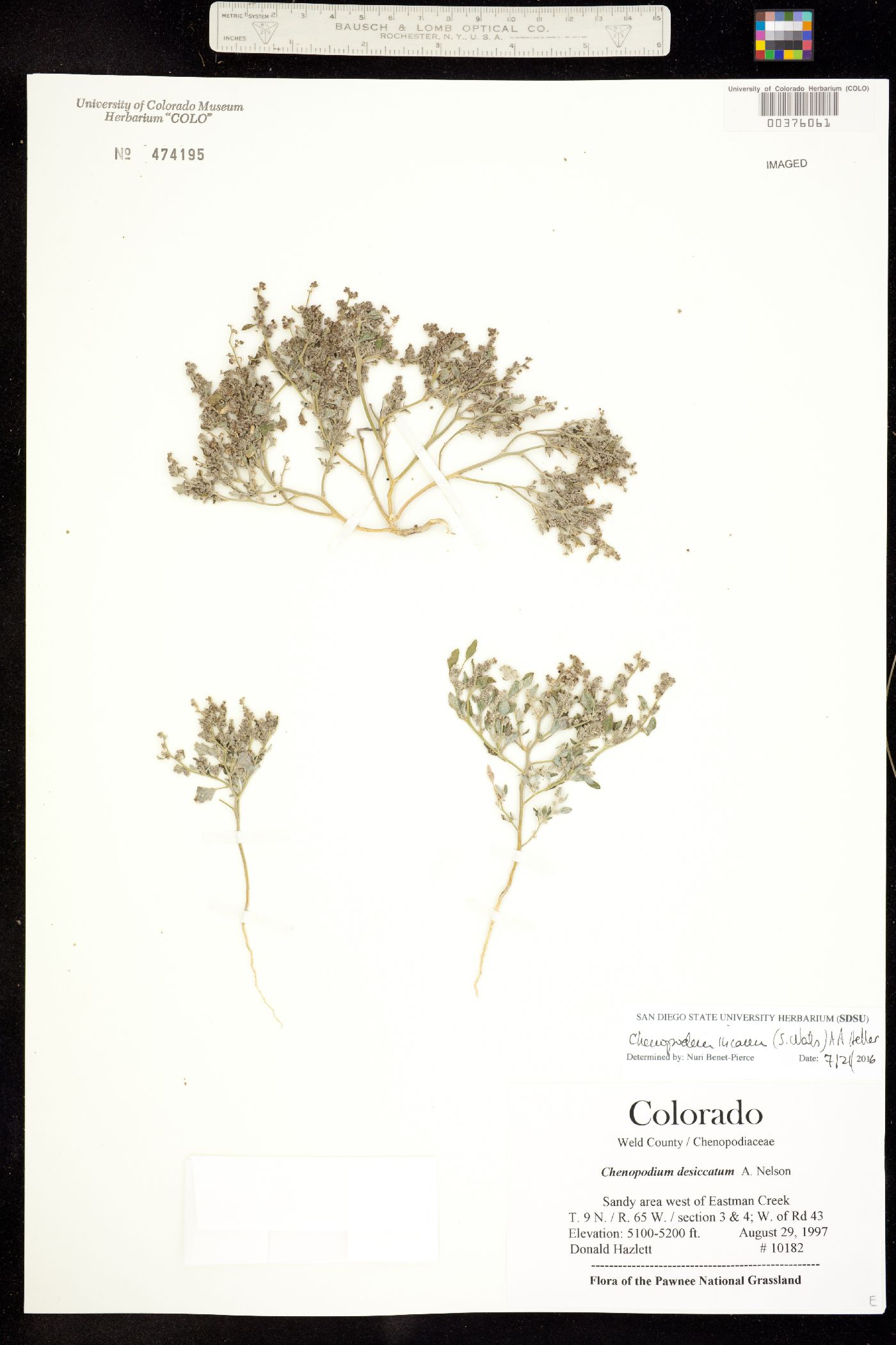 Chenopodium incanum image