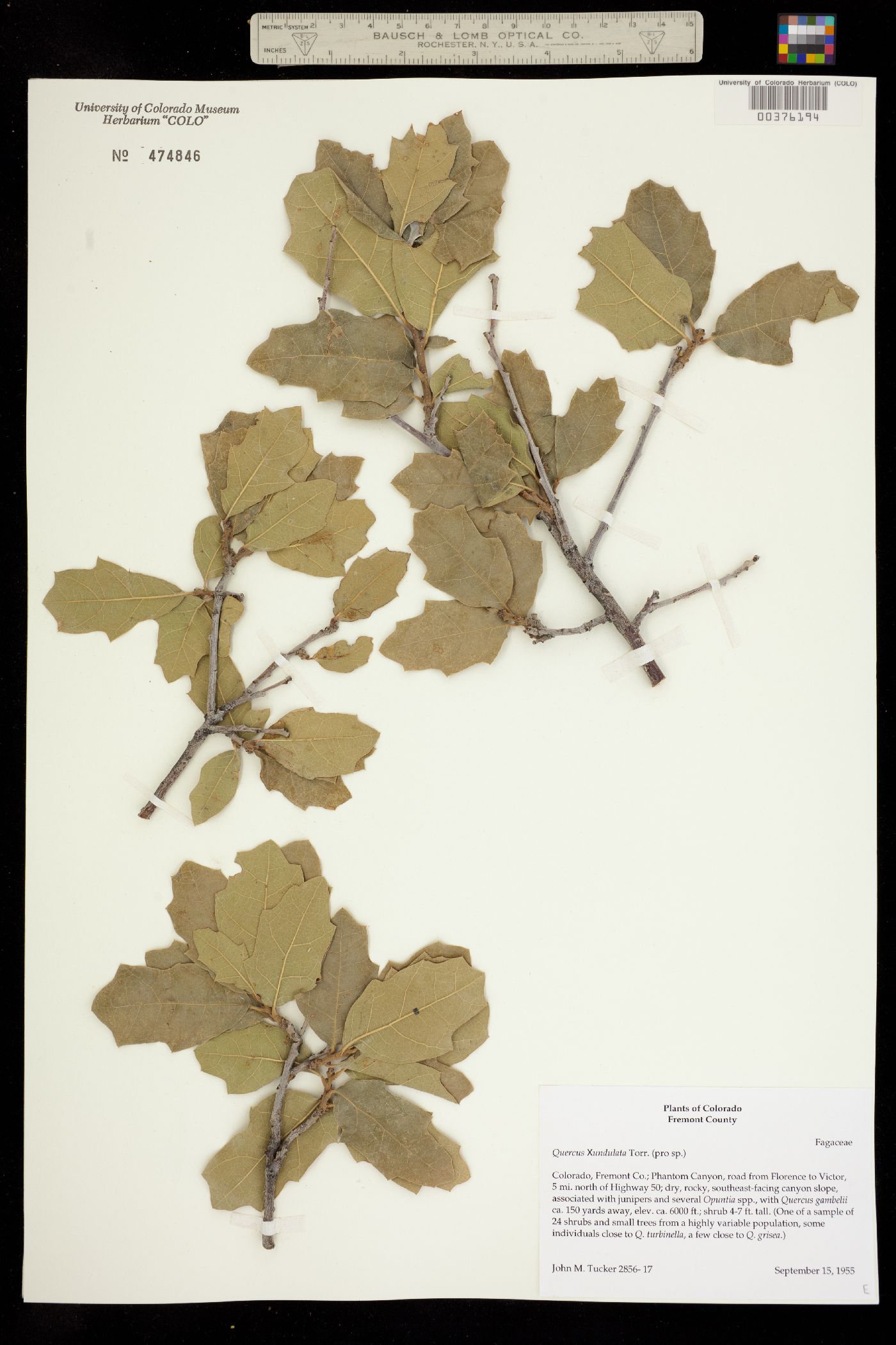 Quercus X undulata image