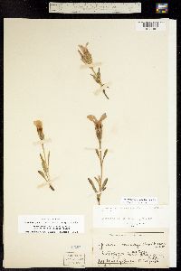 Gentianopsis barbellata image