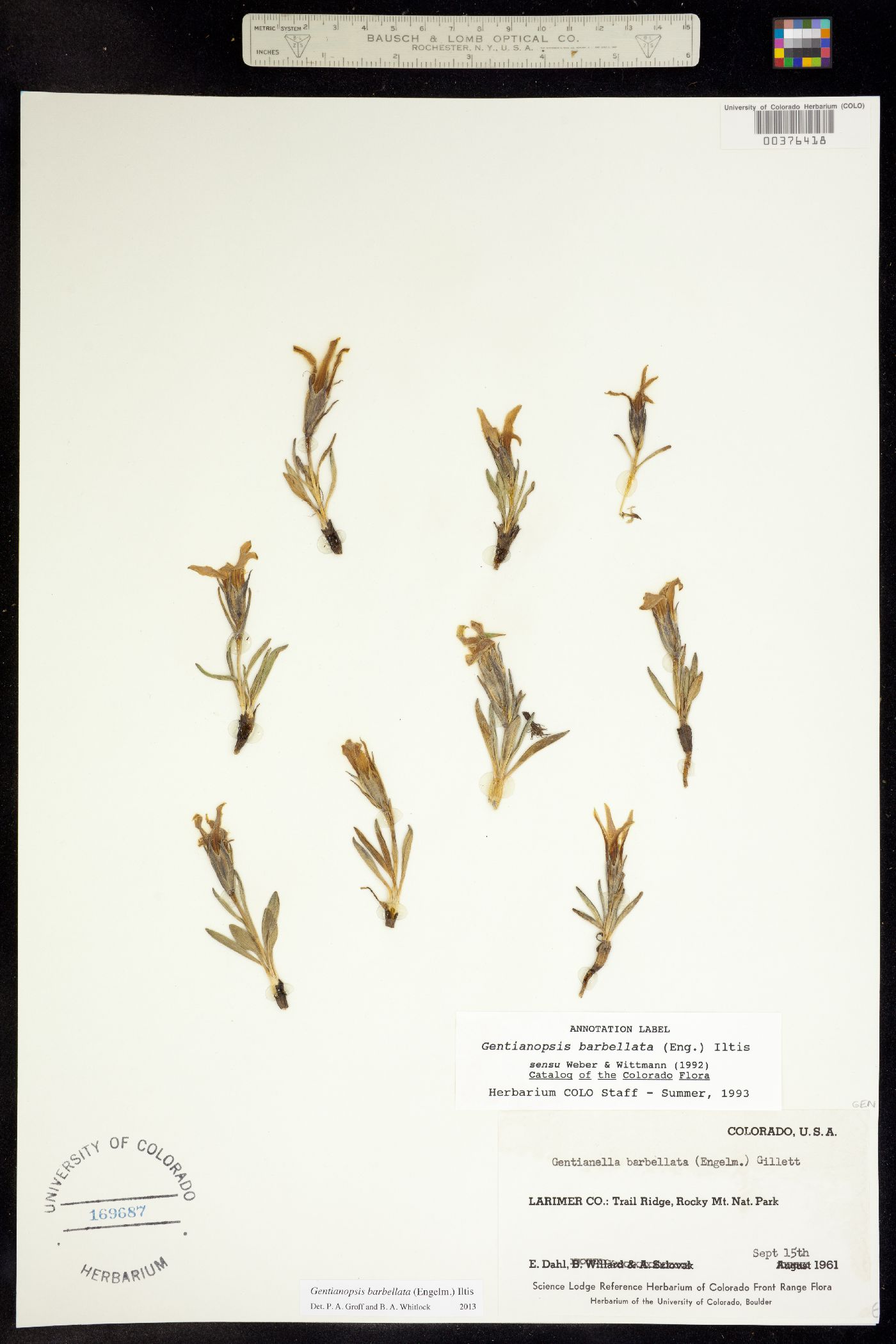 Gentianopsis barbellata image