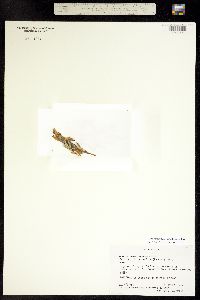 Gentianopsis barbellata image