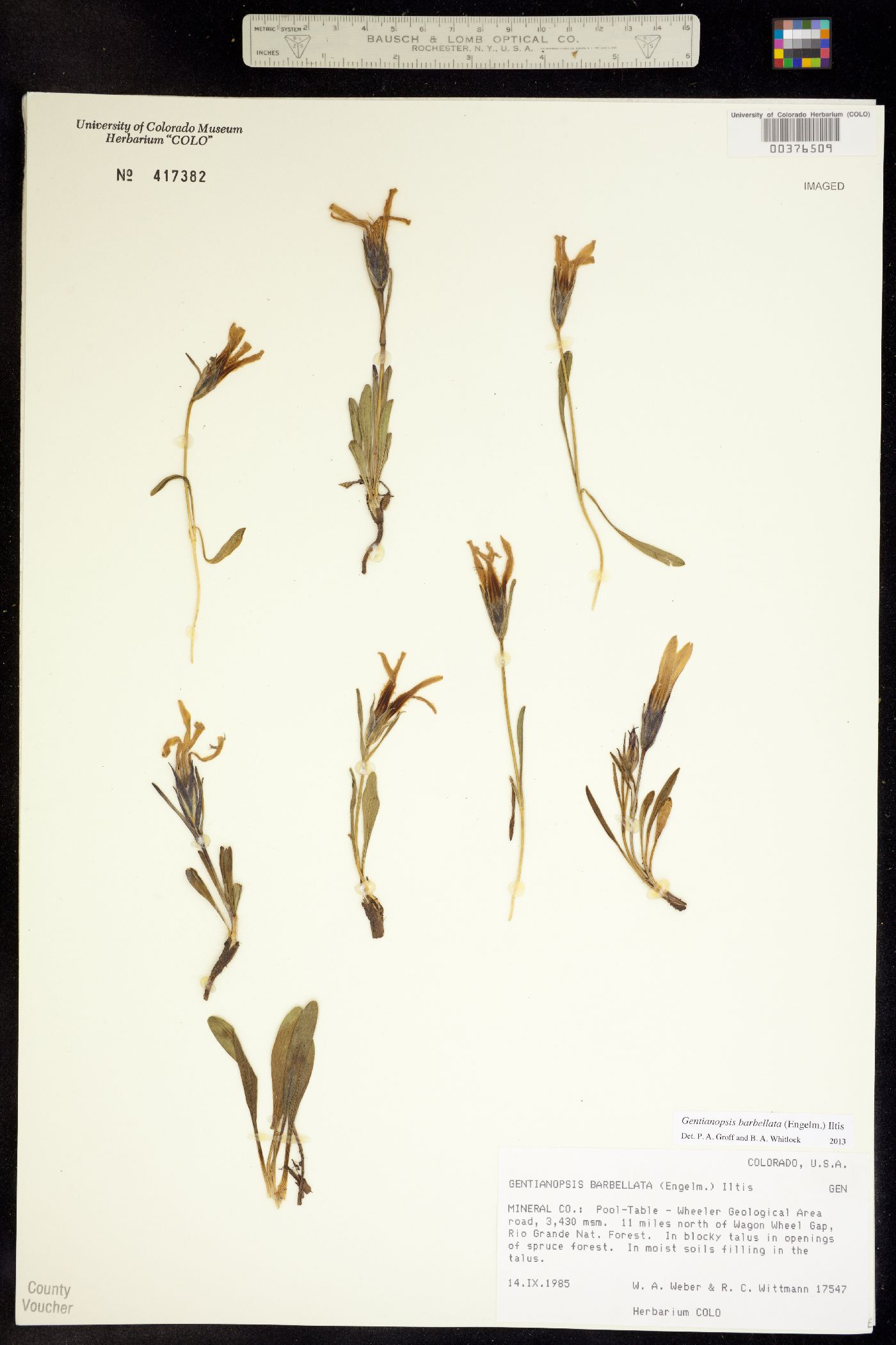 Gentianopsis barbellata image