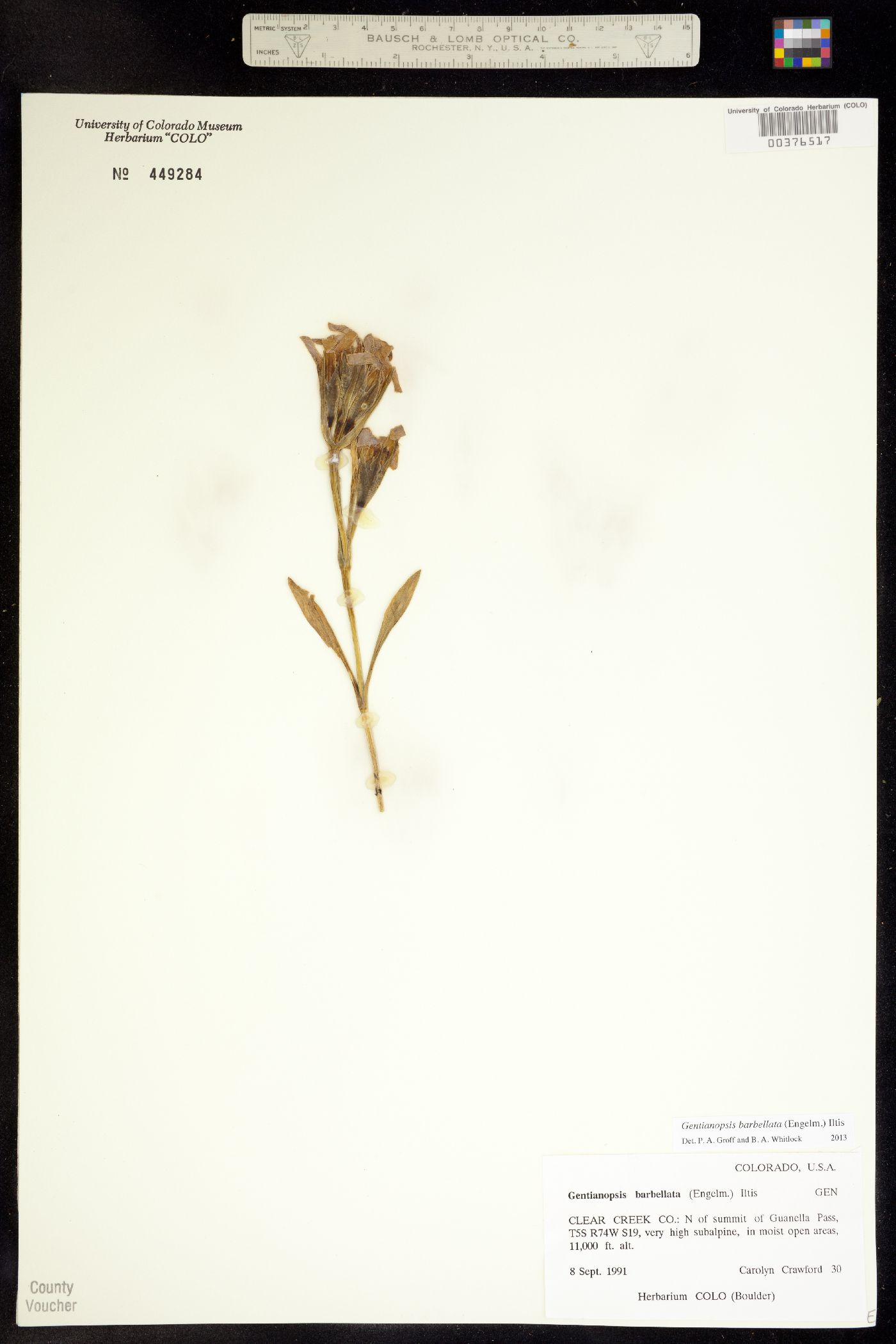 Gentianopsis barbellata image