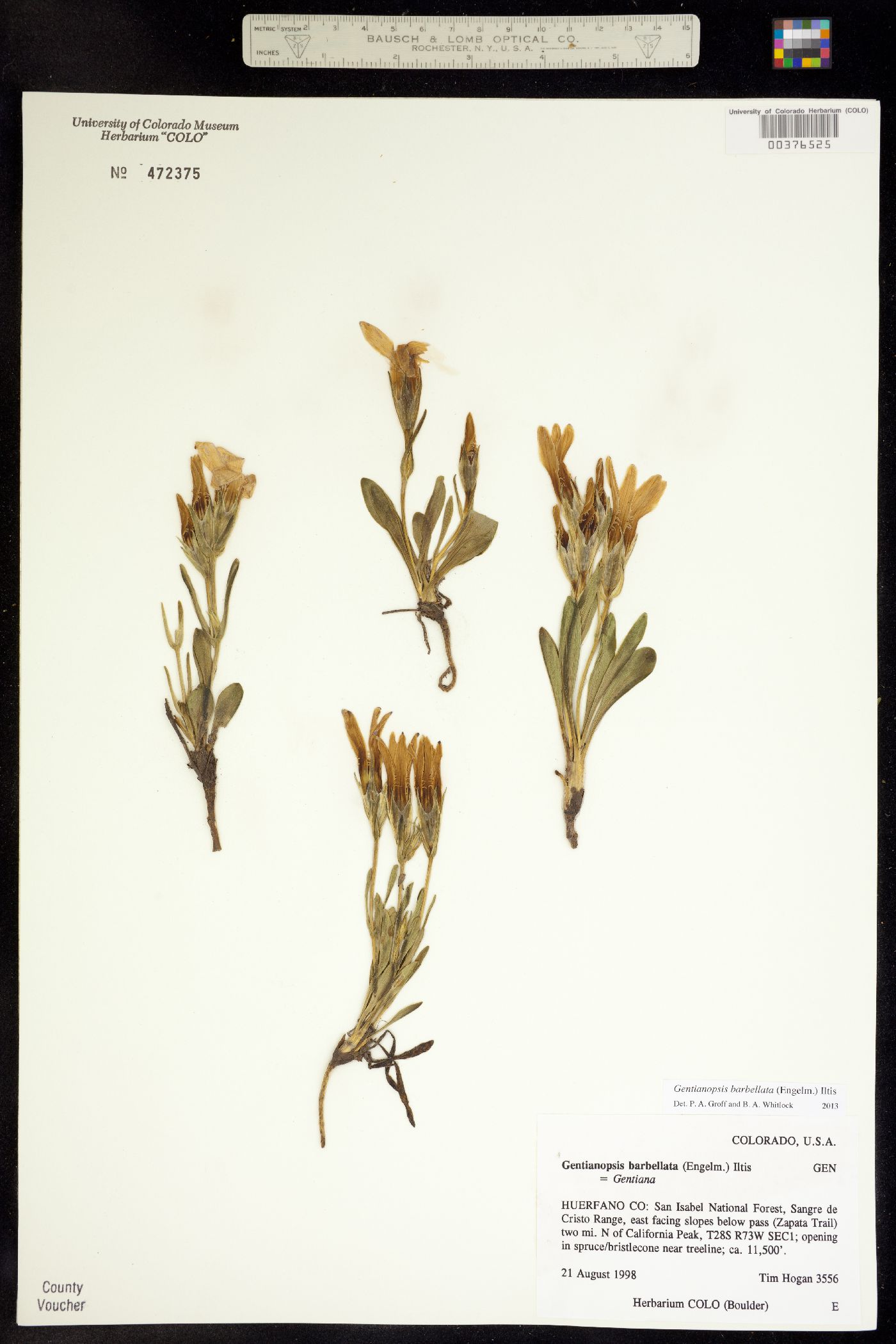 Gentianopsis barbellata image