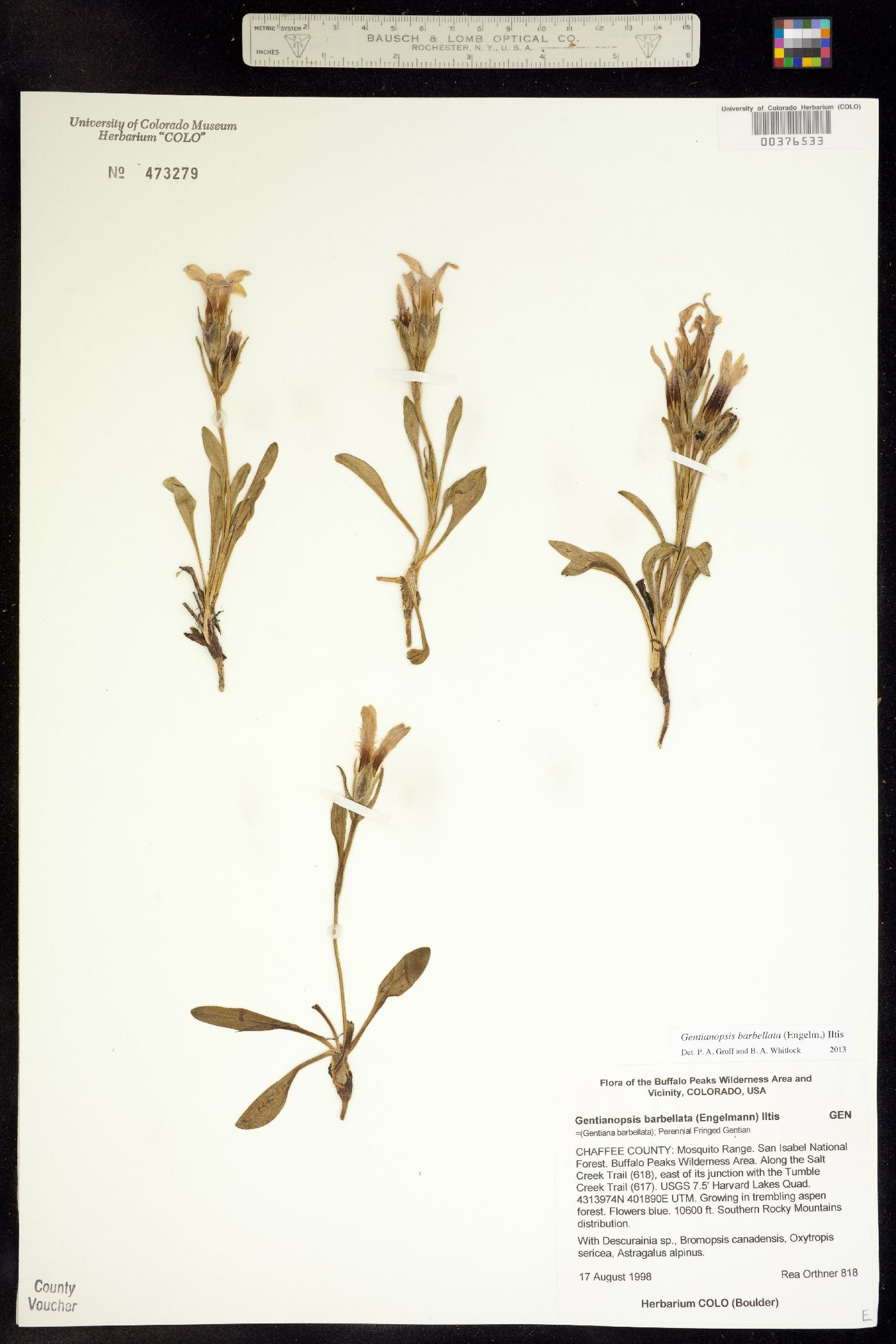 Gentianopsis barbellata image