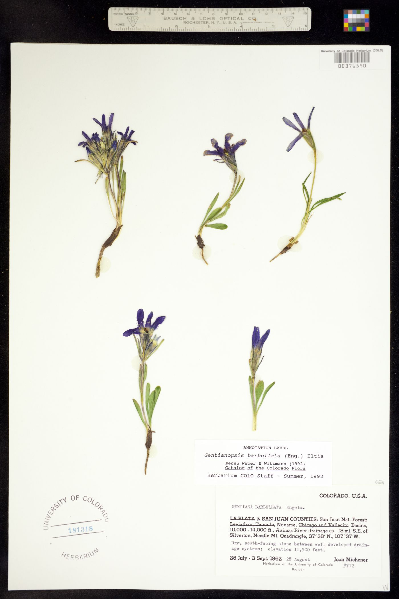 Gentianopsis barbellata image