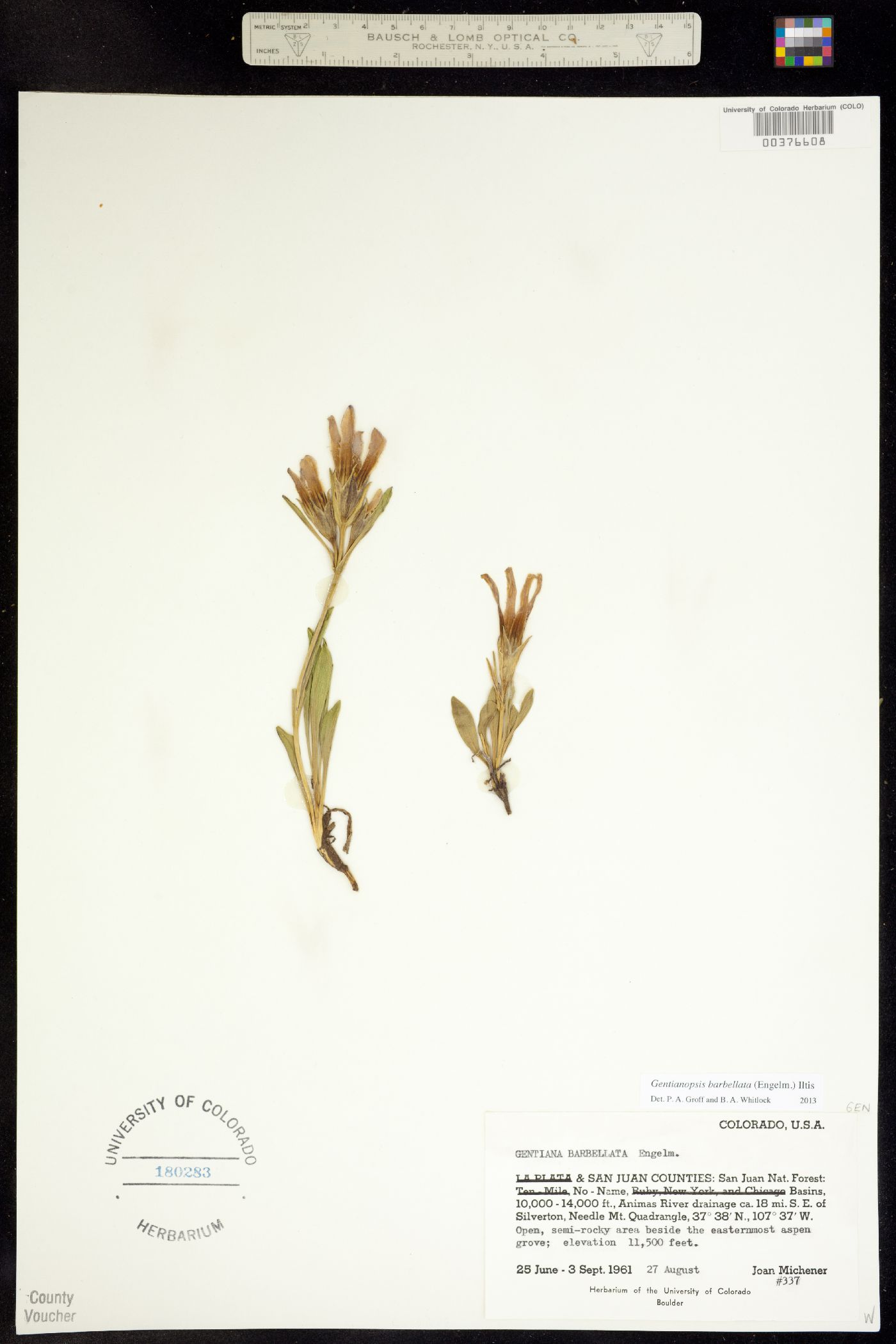 Gentianopsis image