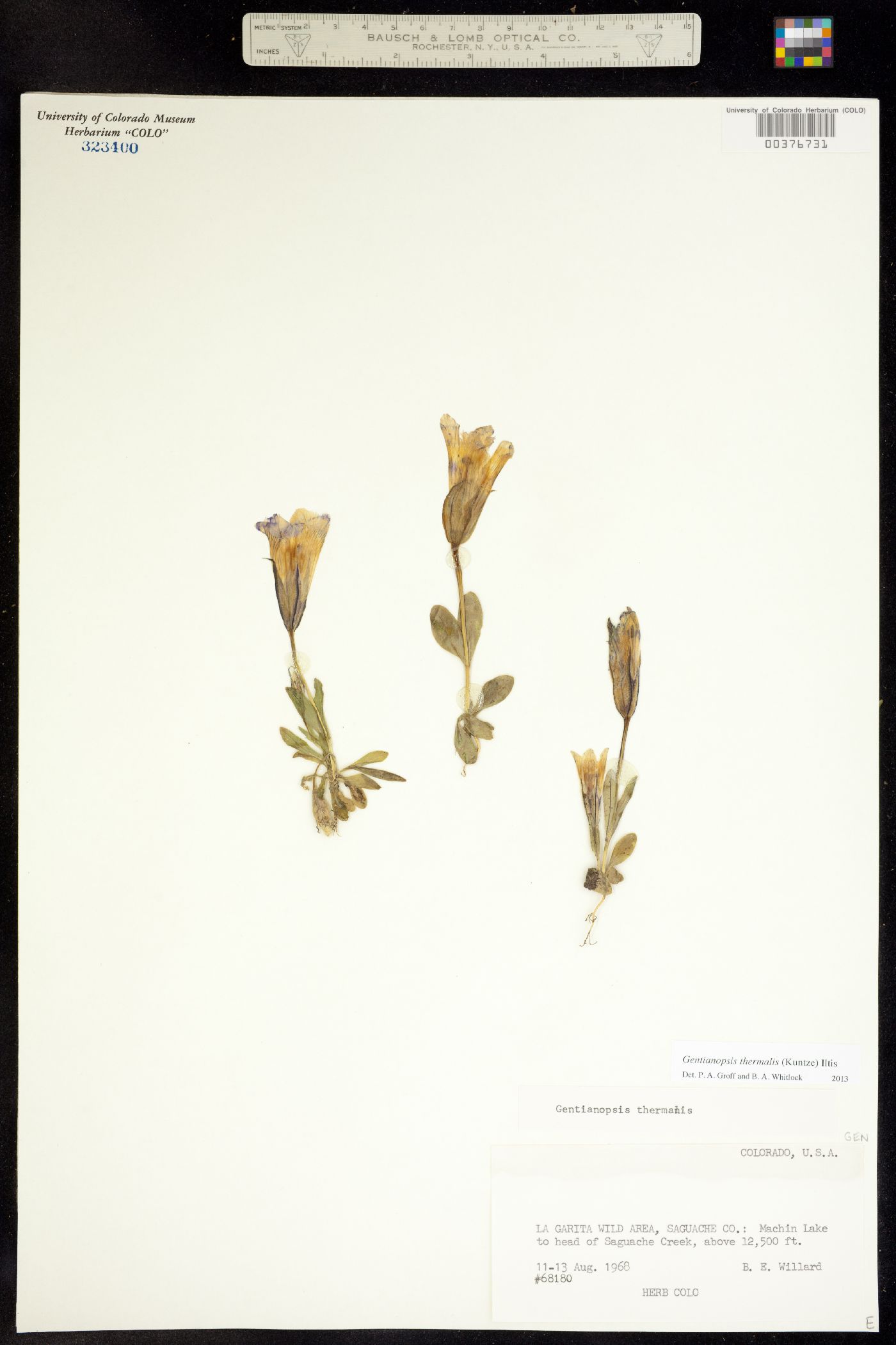 Gentianopsis thermalis image