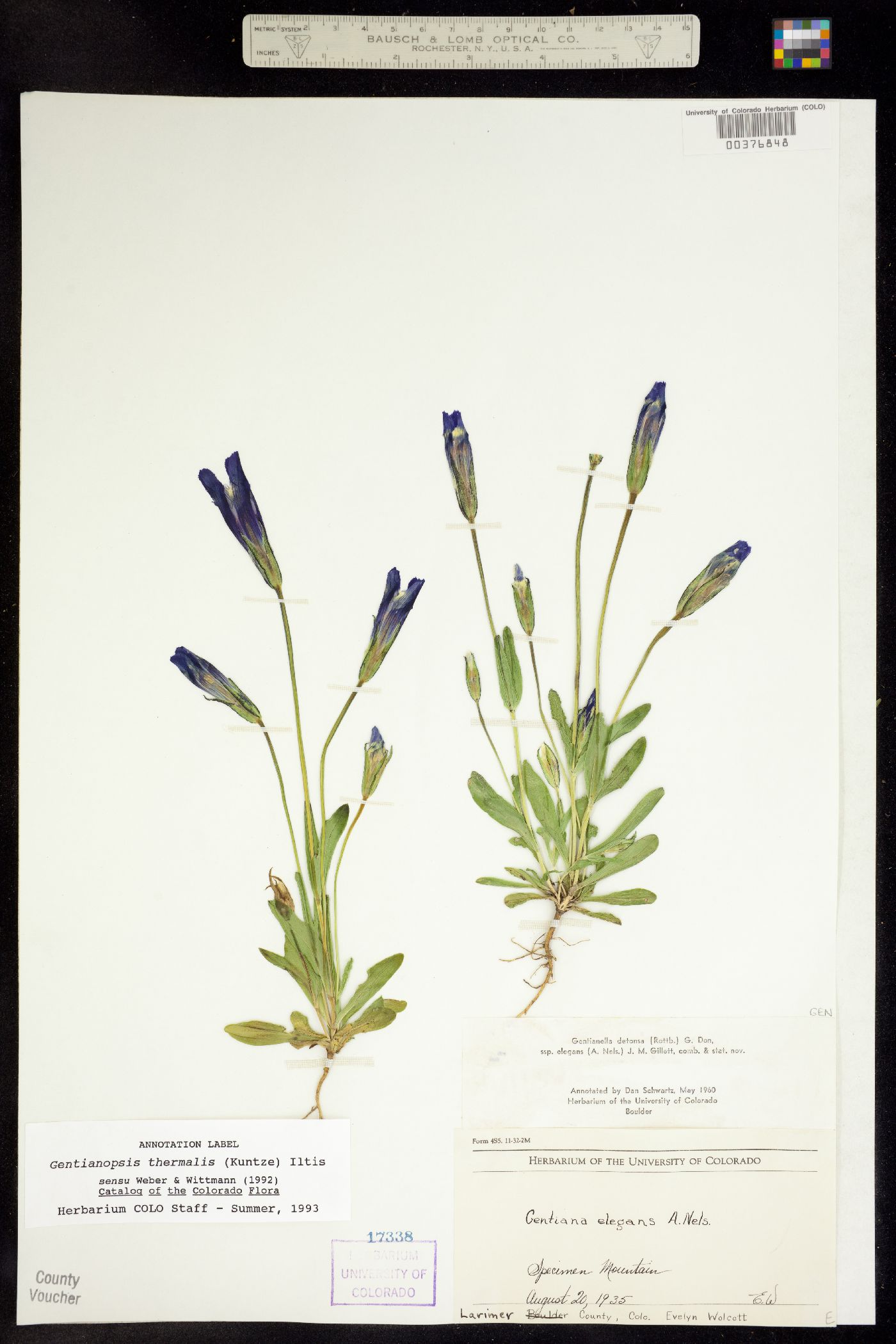 Gentianopsis thermalis image