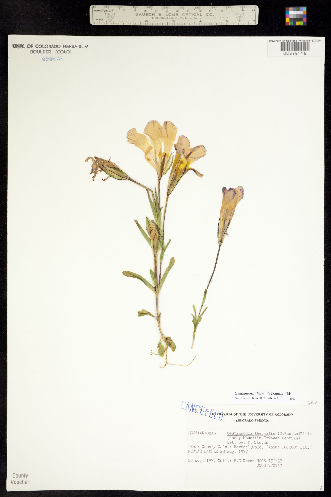 Gentianopsis thermalis image