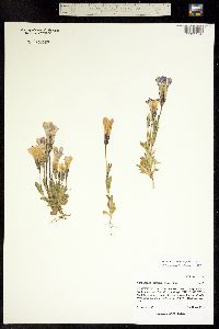 Gentianopsis thermalis image