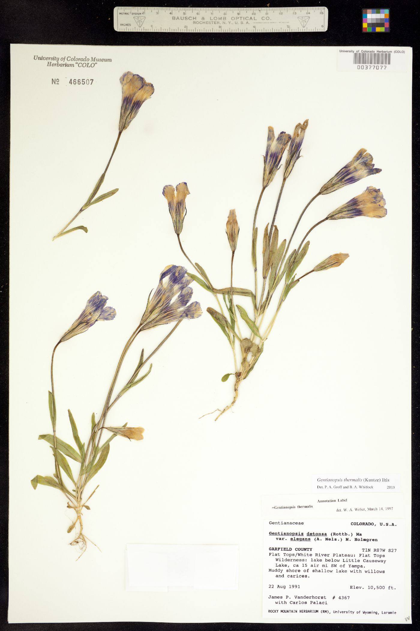 Gentianopsis thermalis image