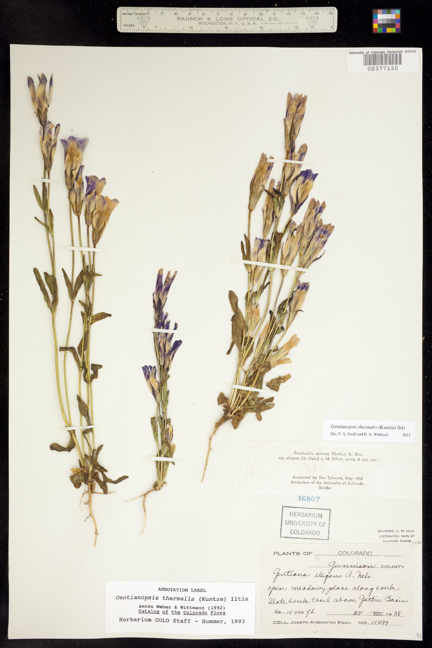 Gentianopsis thermalis image