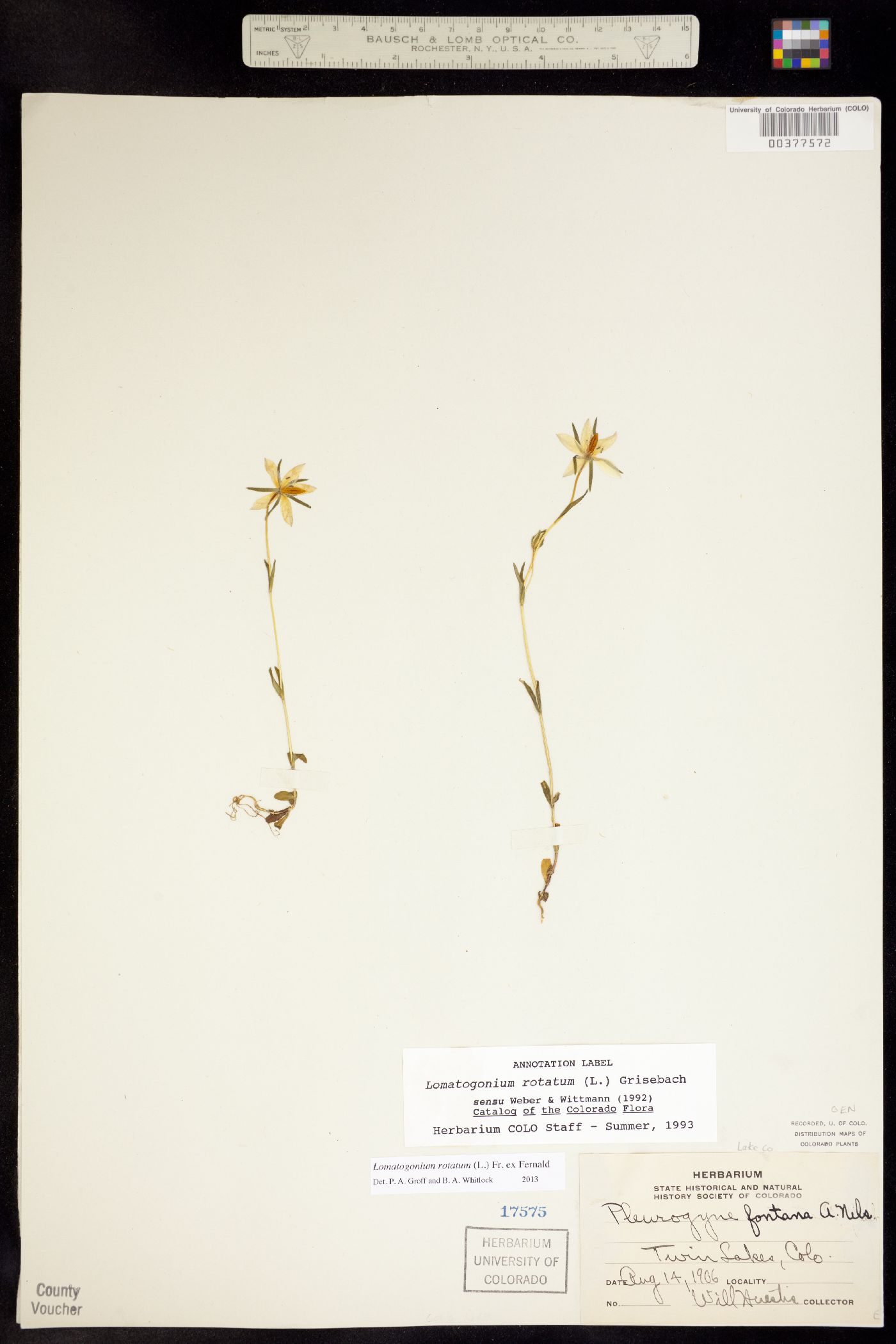 Lomatogonium rotatum image