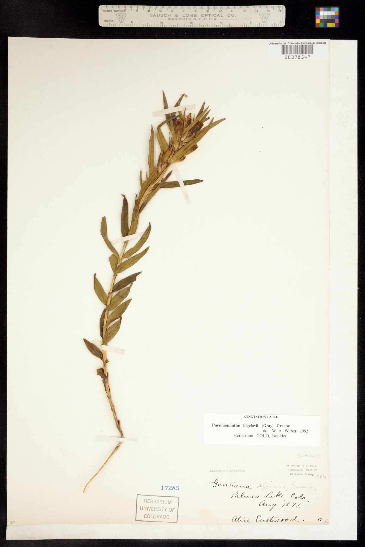 Gentiana affinis image
