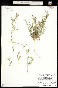 Corydalis curvisiliqua ssp. occidentalis image