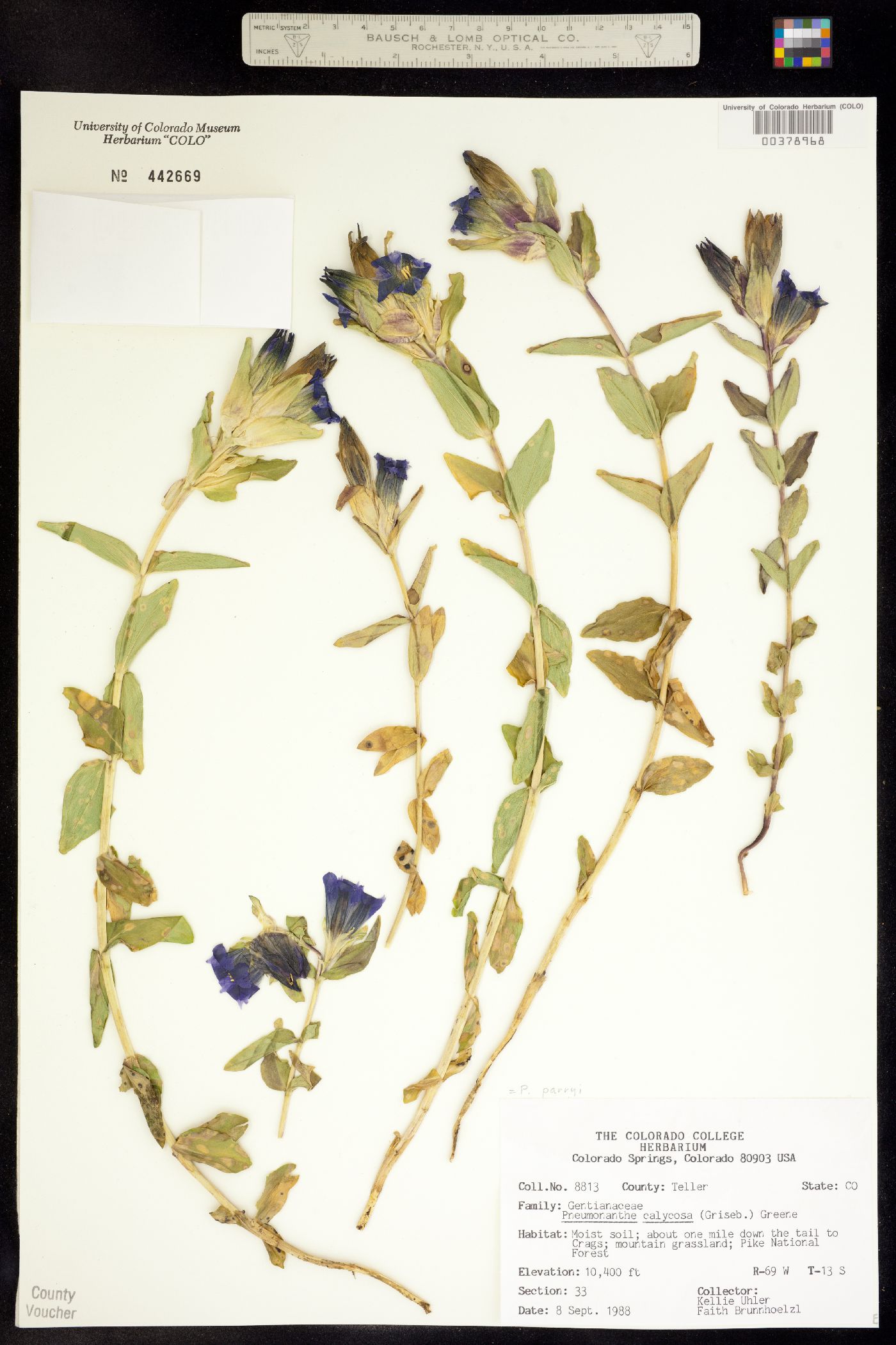 Gentiana parryi image