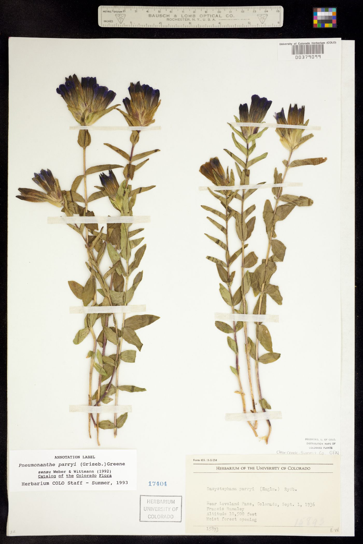 Gentiana parryi image