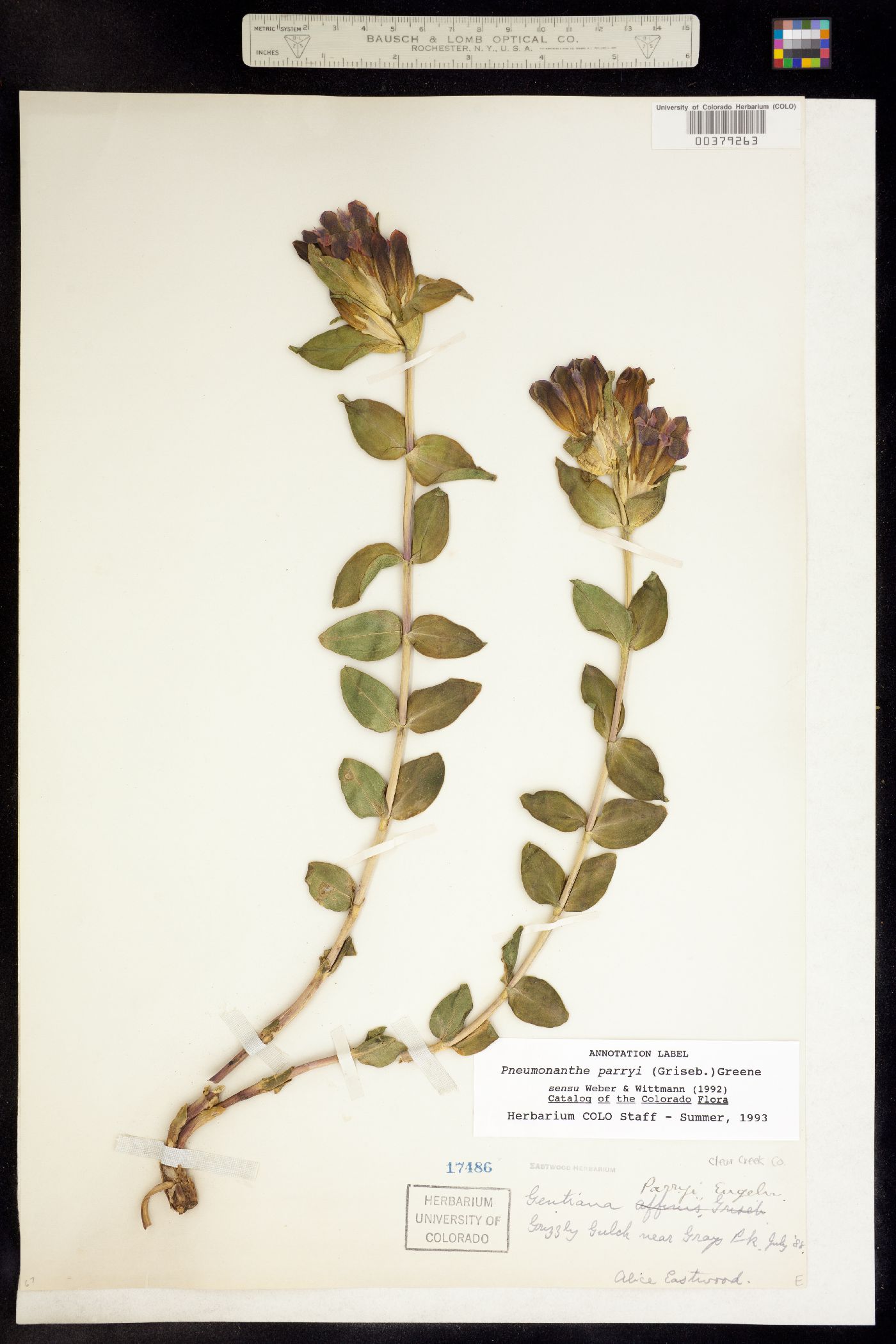 Gentiana parryi image