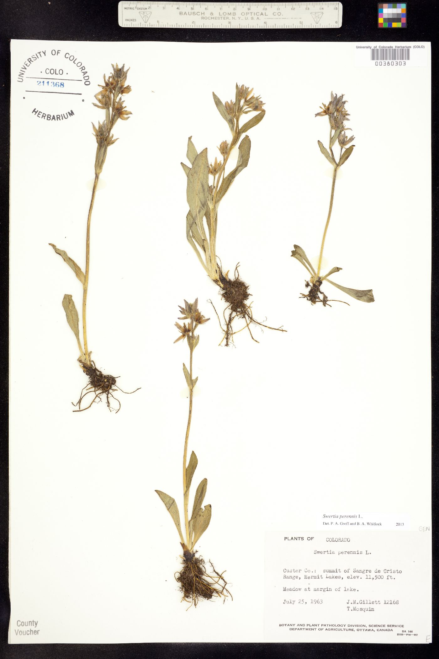 Swertia perennis image