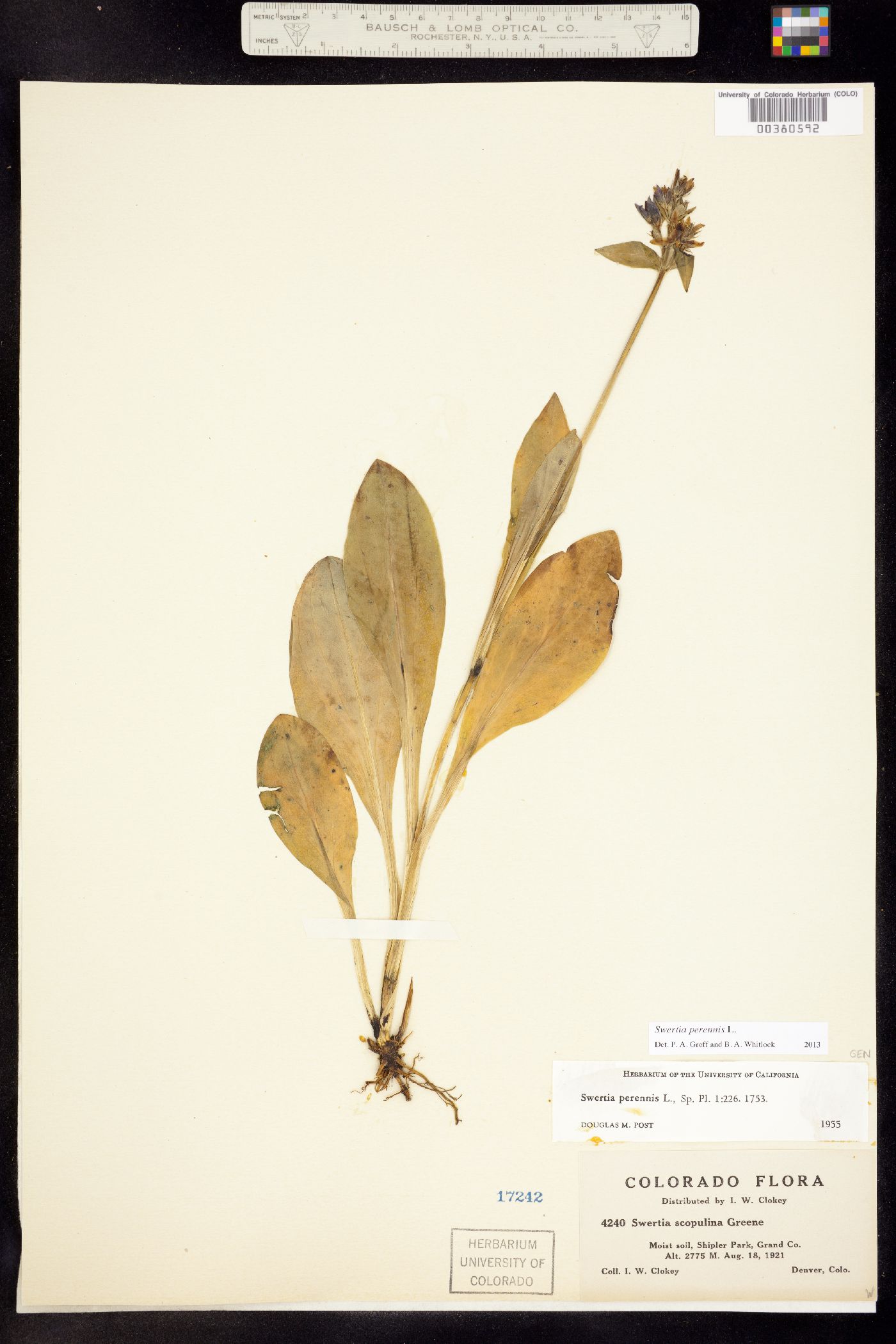 Swertia perennis image