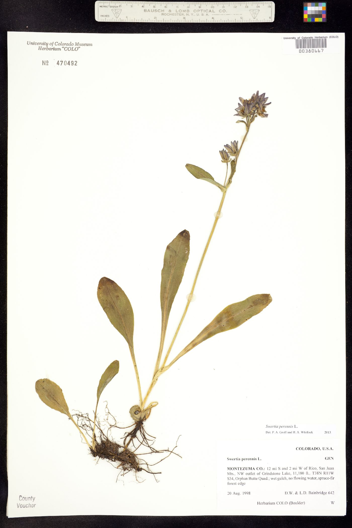 Swertia perennis image