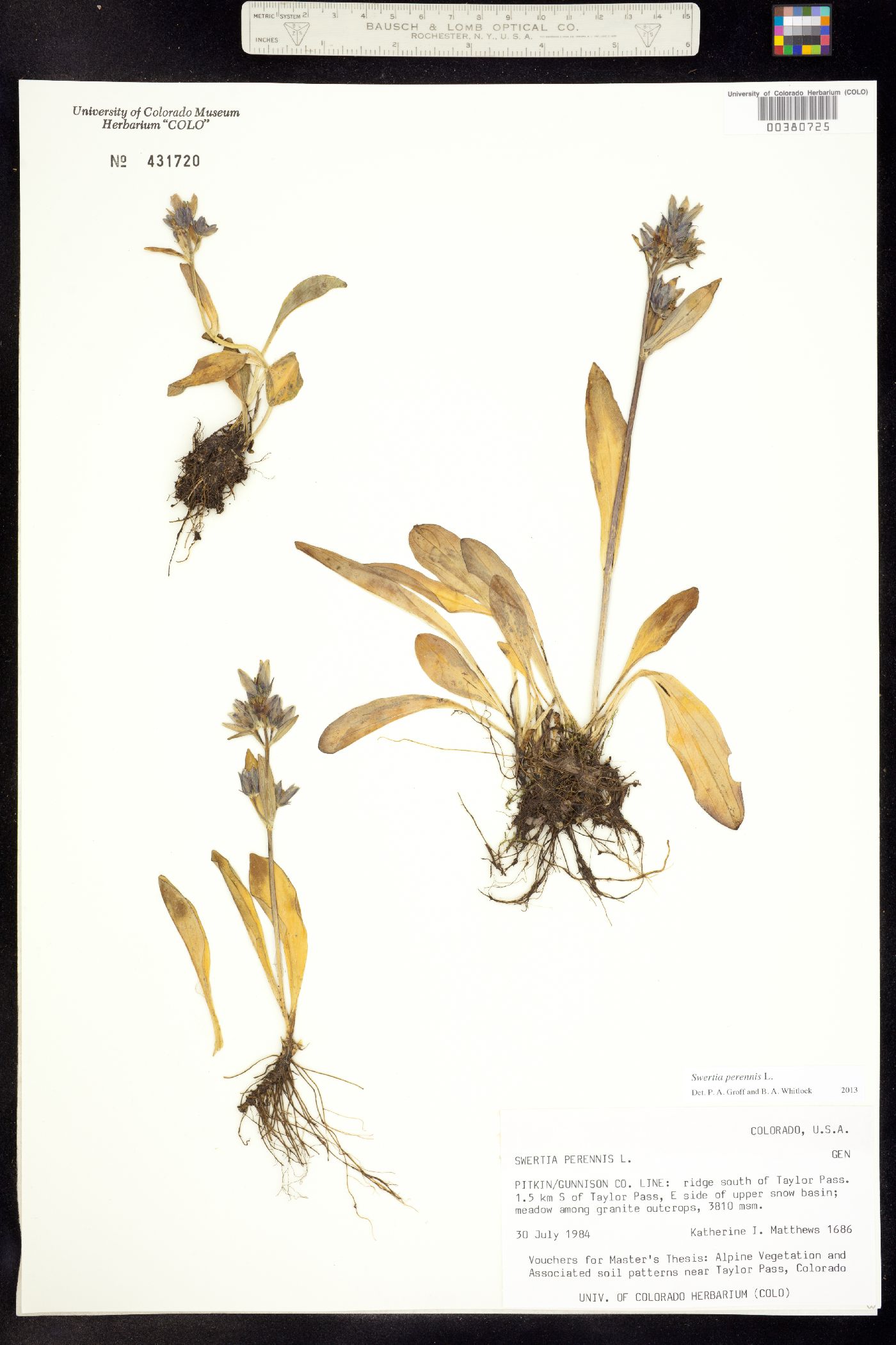 Swertia perennis image